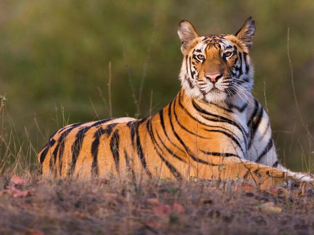 La última evaluación de la población mundial de tigres que viven en la naturaleza se remonta a 2015. Foto: Web
