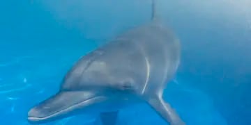 Se perdió por 12 horas en el mar y lo rescataron gracias a los delfines