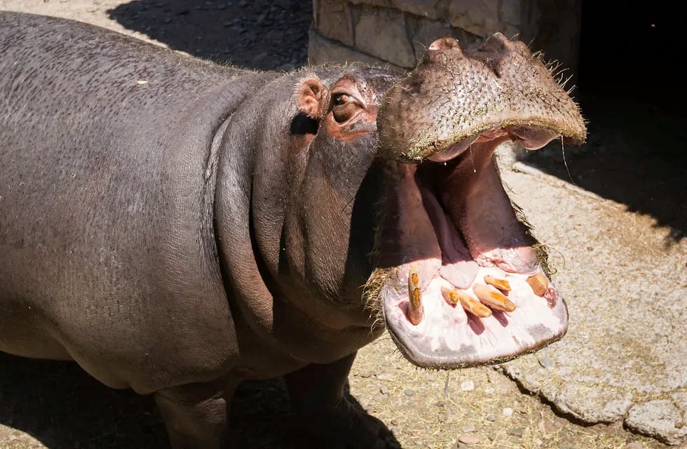 El video de una mujer arrojando una botella a la boca de un hipopótamo se viralozó y generó indignación.