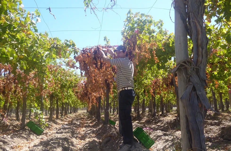 "Veranito" en primavera: cómo evitar que las altas temperaturas dañen el viñedo