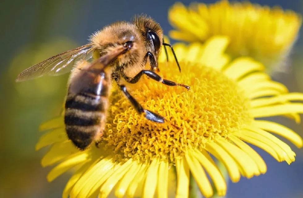 Las abejas son esenciales en el ecosistema.