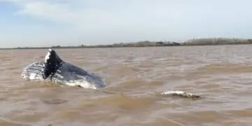 Encuentran una ballena jorobada muerta en el Río de la Plata
