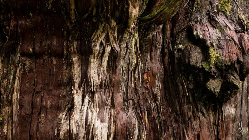 El Gran Abuelo: el árbol más longevo de la Tierra