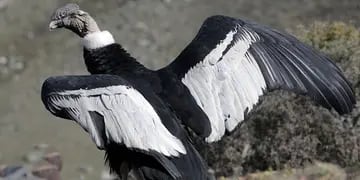 Condor Huarpe