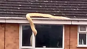 Video: descubrió a una enorme serpiente de 38 kilos entrando en la casa de su vecino