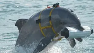 Delfines entrenados militarmente