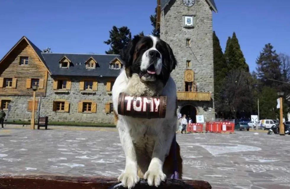 En Bariloche es común sacarse fotos con perros San Bernardo. Foto: Web