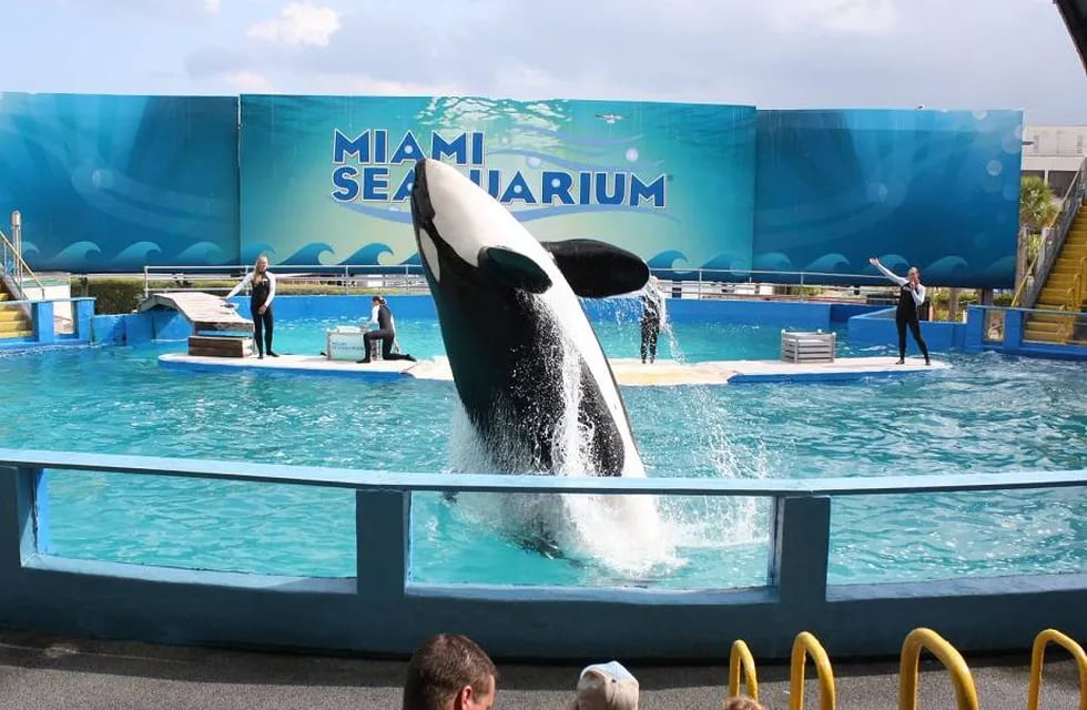 La orca “Lolita” durante una presentación en el acuario de Miami.