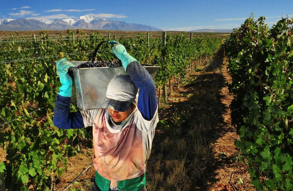 Bajo rendimiento. La asociación de cooperativas volvió a poner el acento en la productividad de los viñedos que el año pasado estuvo por debajo del promedio. Foto: Claudio Gutierrez / Los Andes