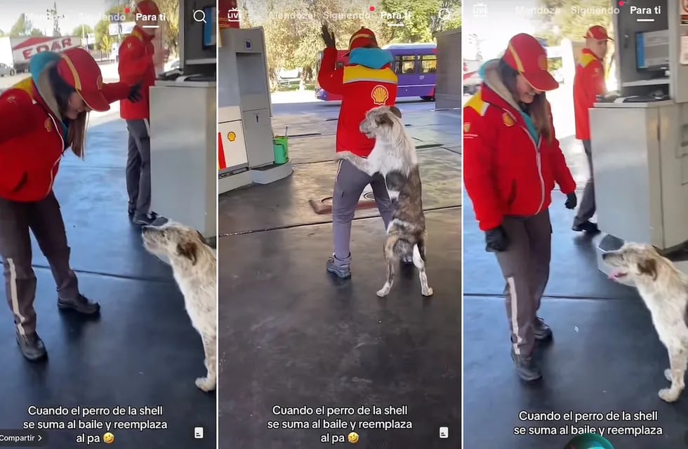 Bigotes es un perro que se divierte con las chicas que trabajan en una estación de servicio de Mendoza. Foto: Captura de video