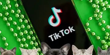 Un nuevo filtro de voz en TikTok hace que Gatos y máquinas “hablen” y se convierte en un fenómeno viral