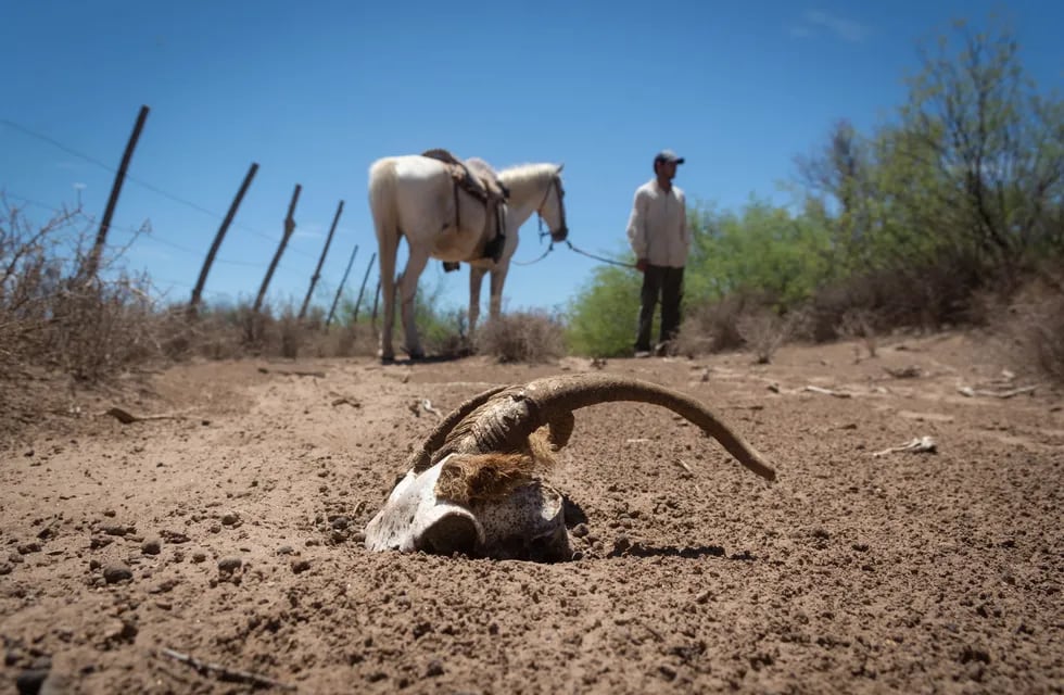 Al drama de la sequía en Lavalle se agrega el desvío del agua del arroyo Tulumaya, que provoca la muerte de animales. Foto: Ignacio Blanco / Archivo - Los Andes
