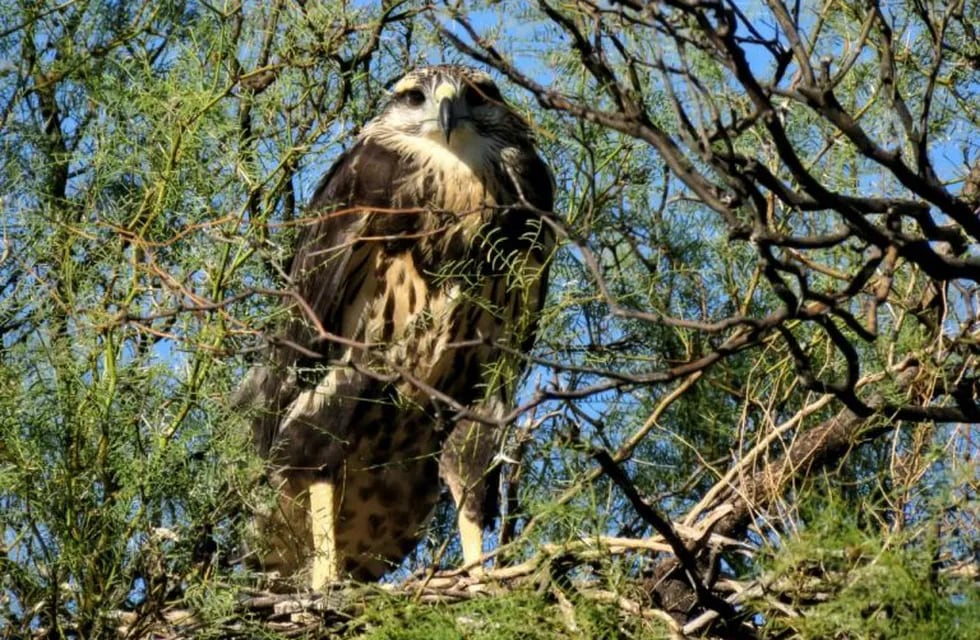 Dectaron un pichón de águila coronada en la reserva Ñancuñán