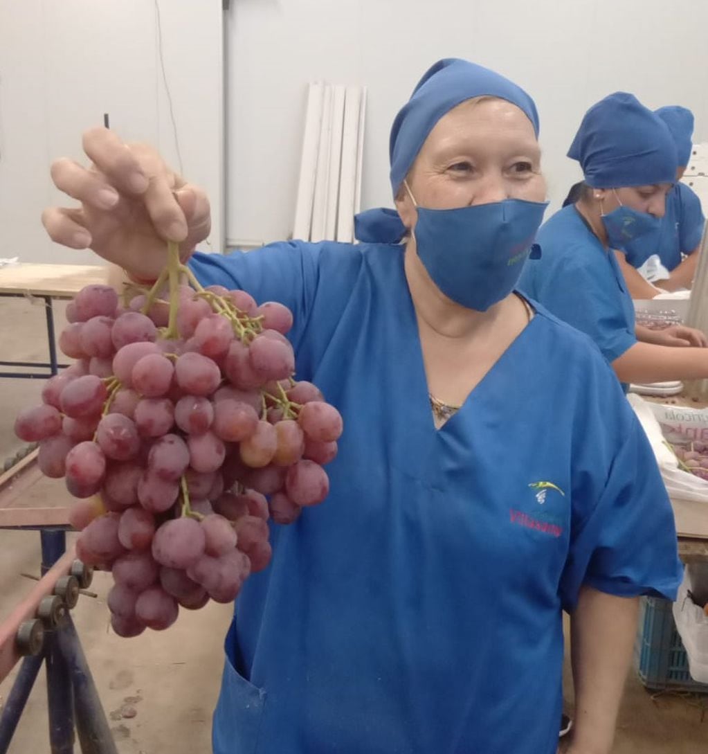 La uva con destino a consumo en fresco es de un calibre mayor a la que se utiliza para hacer vino. Imagen: gentileza Agrícola Villasante.