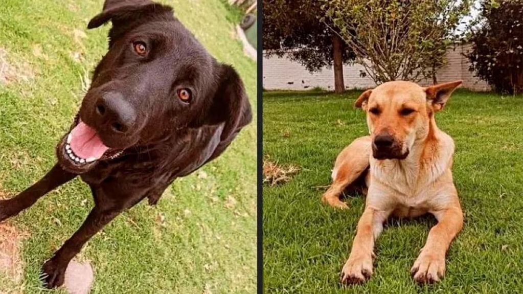 Negri y Llorón, los perros callejeros que fueron asesinados por dos profesores de la universidad. Foto: Gentileza
