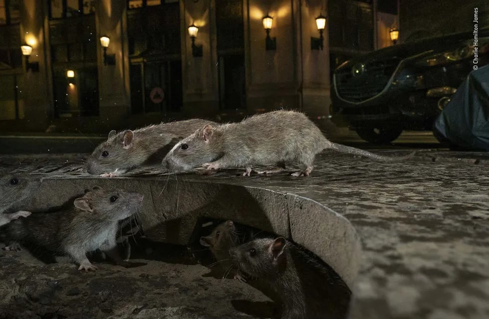Rats on sidewalk. Pearl St, New York