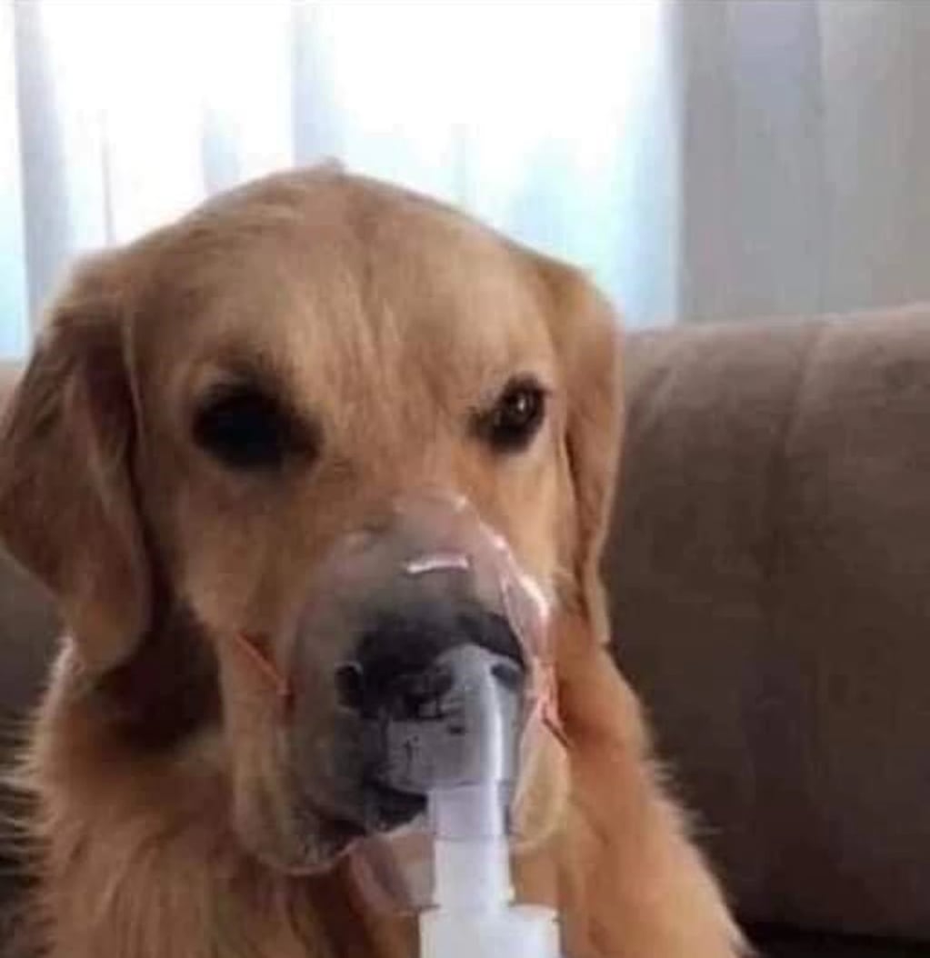 El perro sufre de asma severo debido a que su dueño lo tenía a la intemperie incluso los días de lluvia y frío.