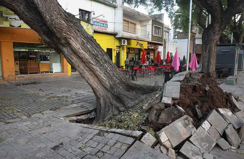 En la Alameda en Av. San Martín y Coronel Plaza de Ciudad un árbol cayó como consecuencias del viento Zonda. Foto: José Gutierrez / Los Andes