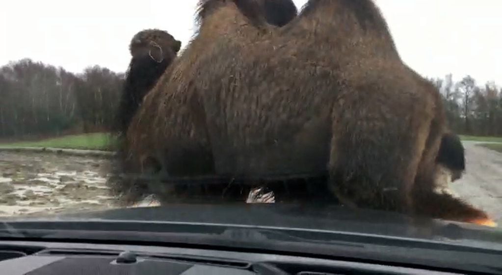 Una familia inglesa se llevó un gran susto cuando un camello se sentó en el capot de su auto. Foto @stephenmoyes