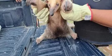 Rescataron a un oso hormiguero en Junín. Gentileza