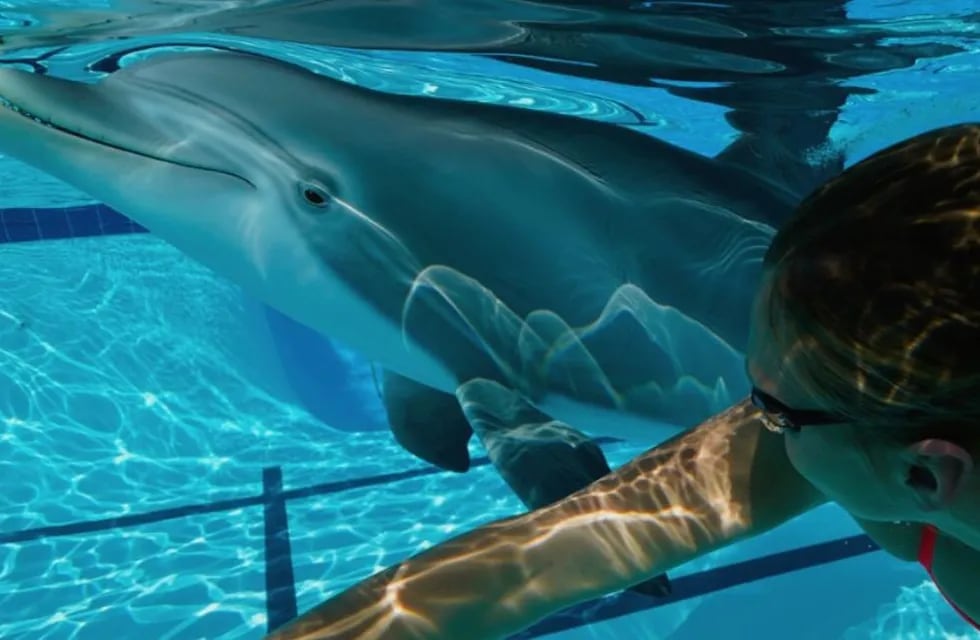 Edge Innovations, empresa especializada en animatrónica y efectos especiales, ha desarrollado un delfín robótico de gran realismo para su uso en parques y acuarios marinos