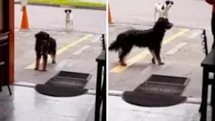 Perro callejero lleva a un amigo