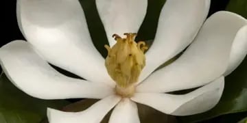 Encontraron una especie de Magnolia que se creía extinta en Haití