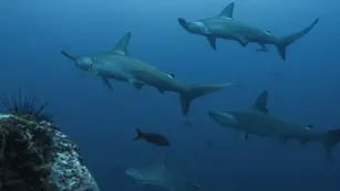 Una mujer quedó atrapada debajo de 200 tiburones mientras buceaba