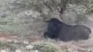 La verdad detrás del supuesto video del cazador mexicano que murió embestido por un búfalo en Entre Ríos