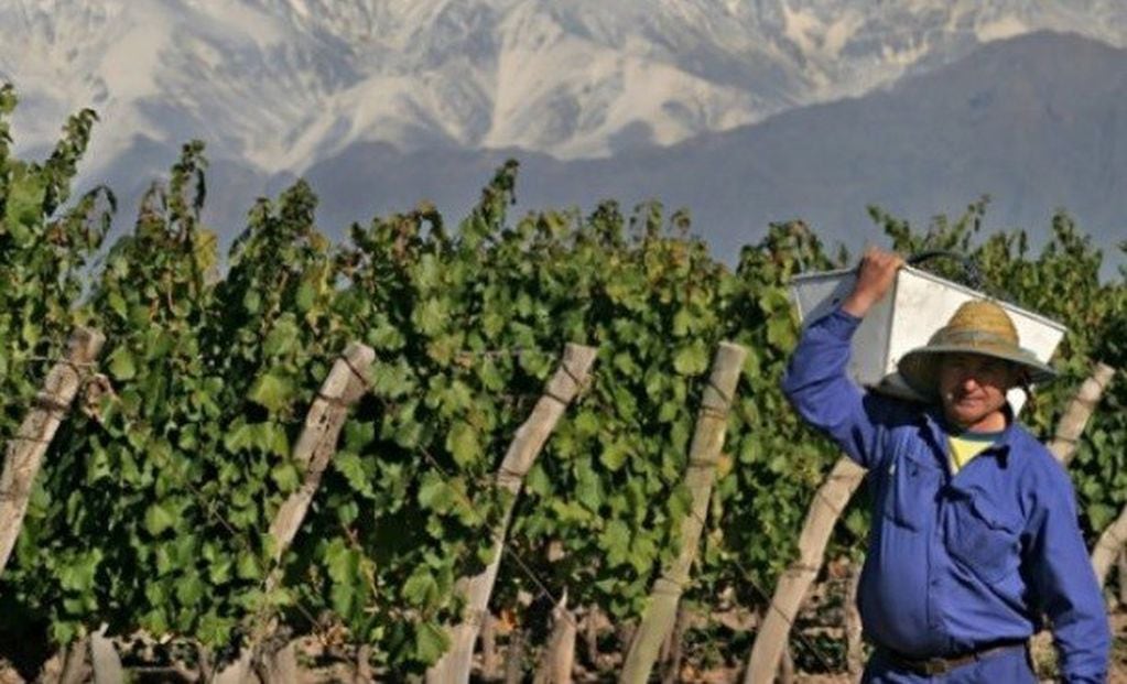 La vitivinicultura, una de las actividades más importantes de la provincia.