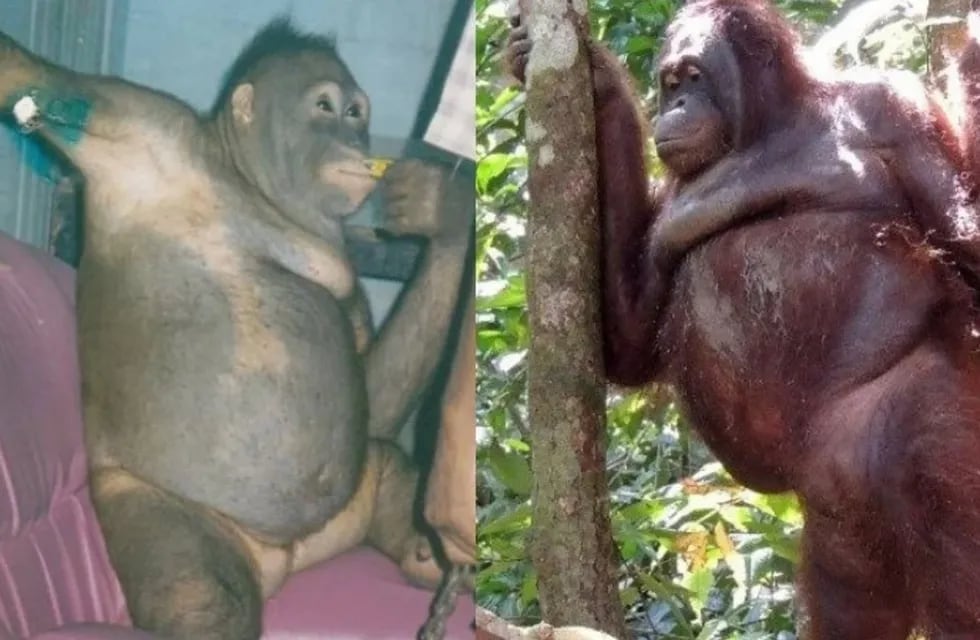 Pony, es una orangutana que fue rescatada de un prostíbulo en Indonesia y que ahora vive en un santuario.
