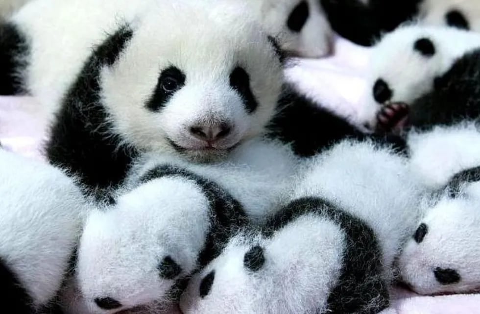 Los osos pandas gigantes, han alcanzado los 1.800 ejemplares en la naturaleza, cifra que alcanza para remover al animal de la clasificación “en extinción” dentro de China.