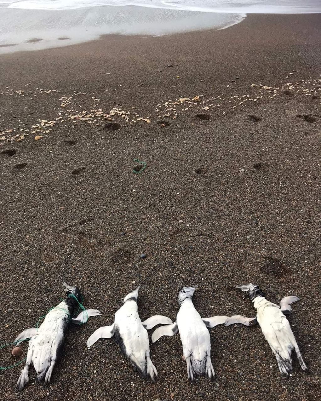 Encontraron pingüinos sin vida en Playa Unión, Chubut. (Foto / Twitter @PlayaUnionRW)