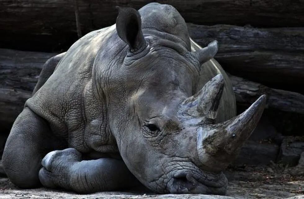 Caza furtiva por tráfico de cuernos de rinocerontes. Los Andes