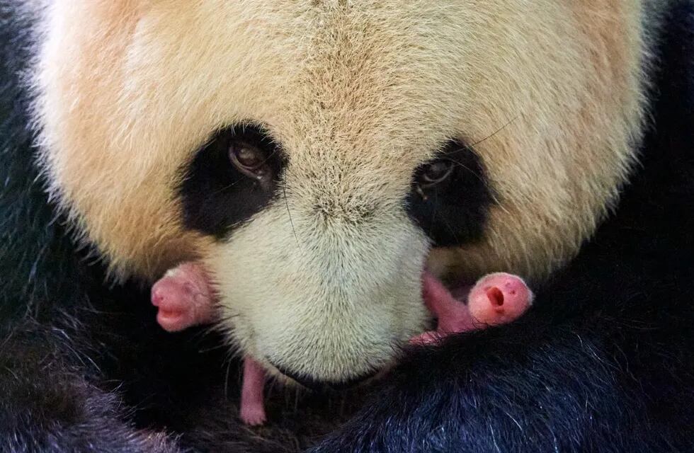 Las crías de panda están en perfecto estado en el Zoo de Beauval. / Archivo