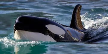 Quién es Gladis y por qué esta orca se hizo tendencia en las redes sociales