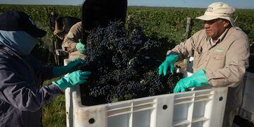 Exportaciones, cinco meses en baja para el vino argentino