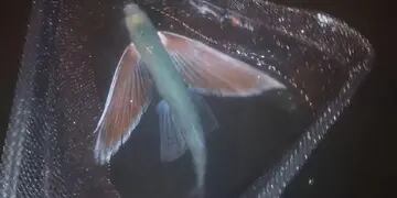El pez volador fotografiado en España