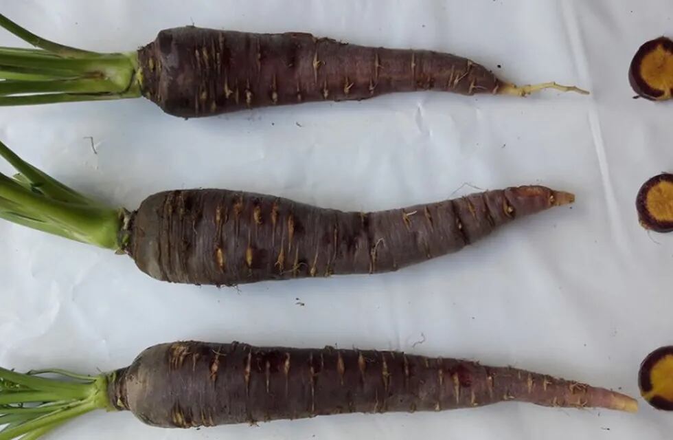 Pronto en verdulerías de Mendoza: zanahoria morada 