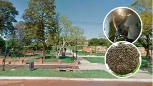 Un jubilado de 71 años murió luego de ser atacado por un enjambre de abejas en una plaza