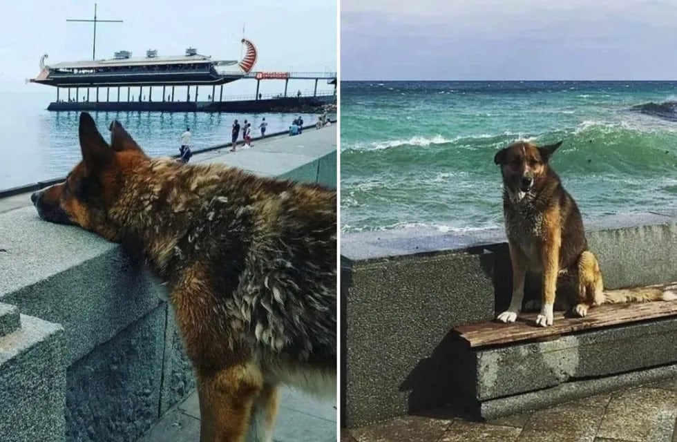 Se trata de Mukhtar, un perro oriundo de Yalta, Crimea. Foto: X / @msncol