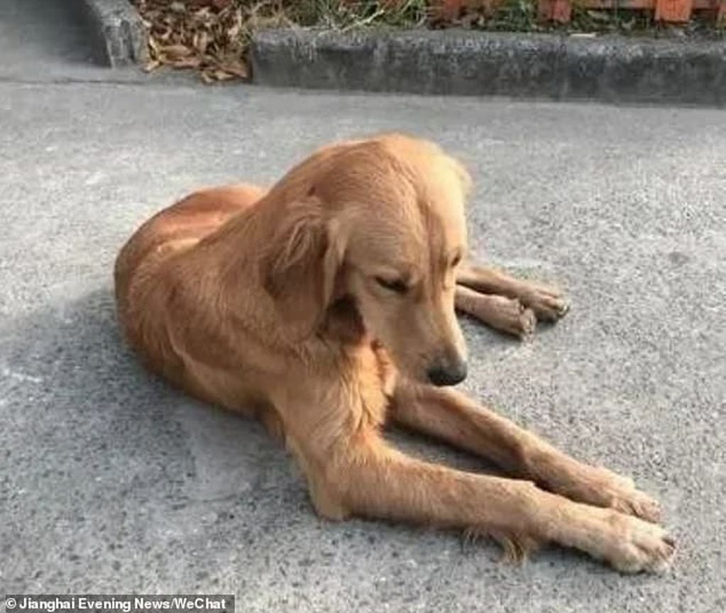 La perrita caminó 100 kilómetros para reunirse con su familia. Foto Daily Mail.