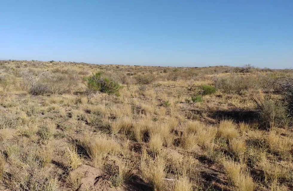 Campos de secano. El manejo del campo y el rodeo puede ser una herramienta eficaz para batallar contra la sequía.