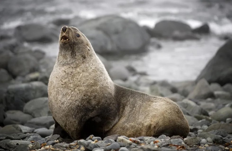 Lobos marinos del Sur, afectados hasta genéticamente por el cambio climático