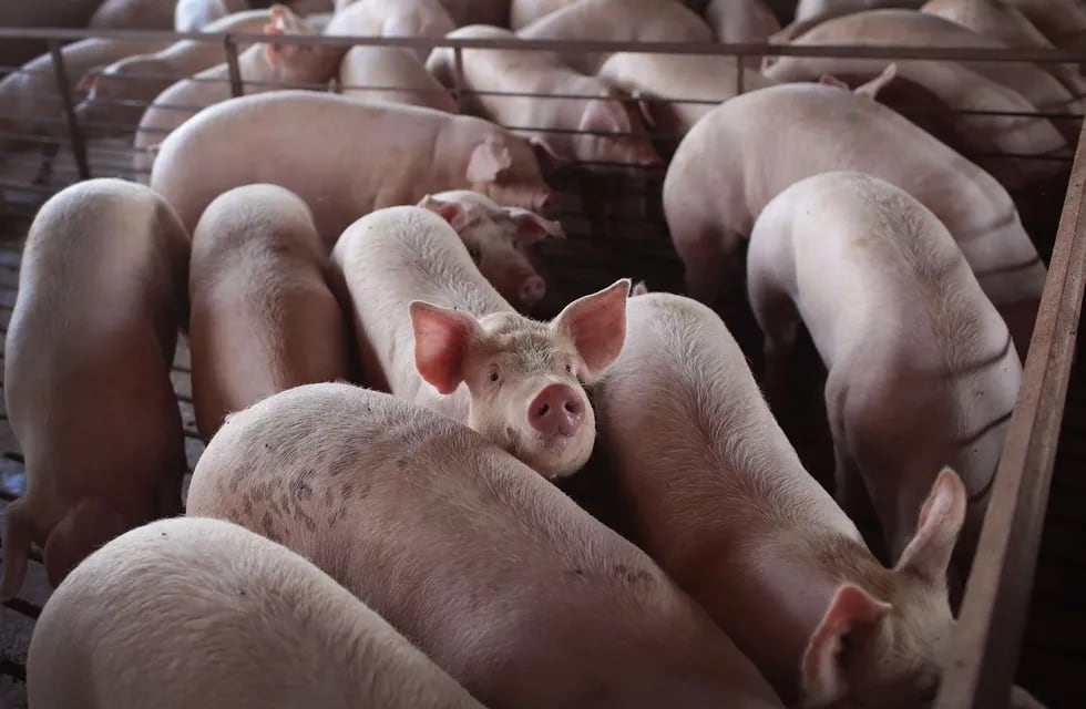 Un nuevo virus con potencial de pandemia está presente en los cerdos