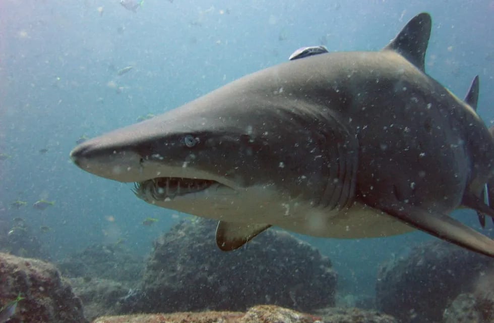 Imagen ilustrativa - Tiburón Toro. (Wikipedia / Richard Ling)