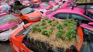 Plantas en los techos de los taxis en Tailandia.