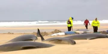 Una manada de 55 ballenas murió tras quedar varada en una playa de Escocia