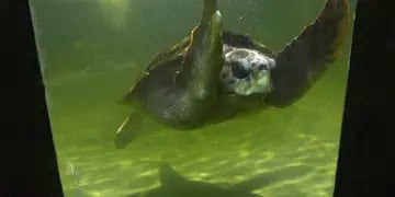 Tras 38 años en Mendoza, el tortugo Jorge se va a Mar del Plata