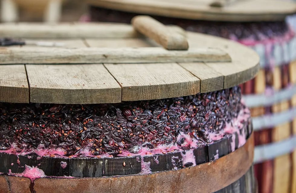El mosto es un producto de valor agregado para exportación y ayuda a diversificar la vitivinicultura.